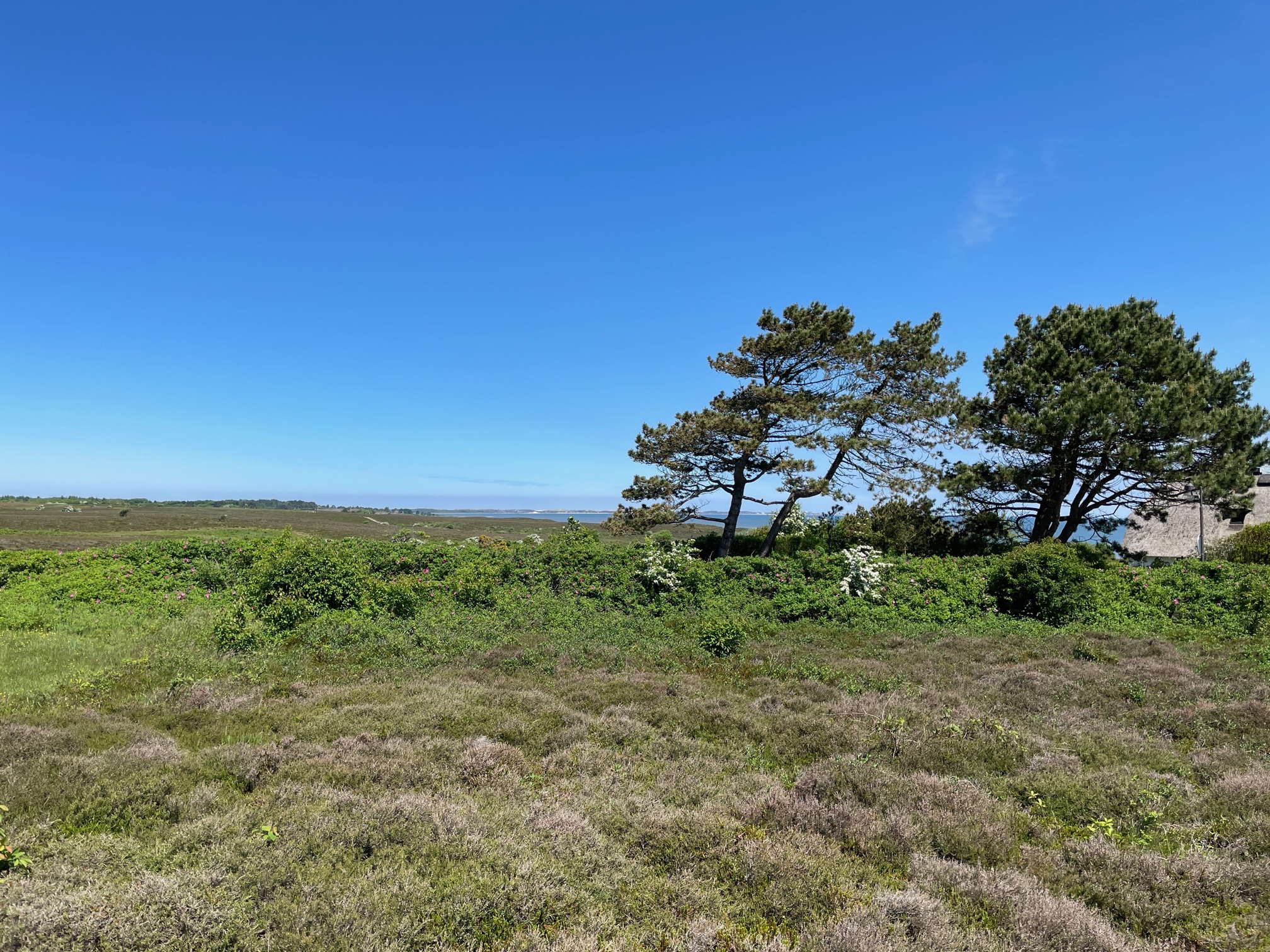 blick uep di hiir
